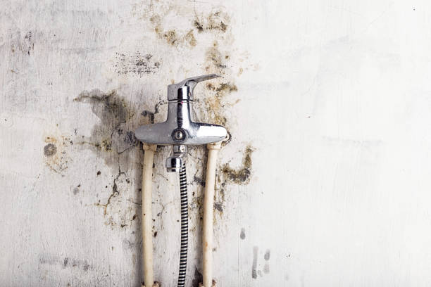 Best Preventive Mold Services in Wood Ridge, NJ