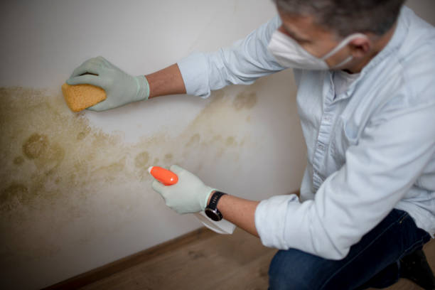 Professional Mold Remediation in Wood Ridge, NJ