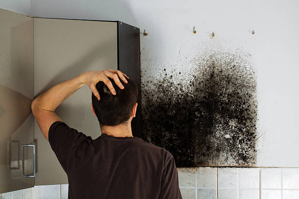 Best Commercial Mold Remediation in Wood Ridge, NJ