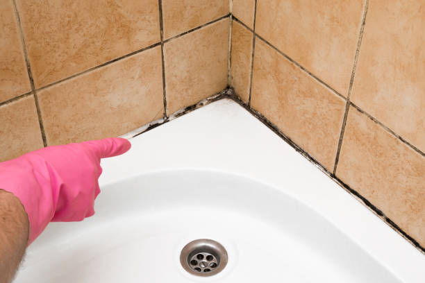 Best Emergency Mold Remediation in Wood Ridge, NJ