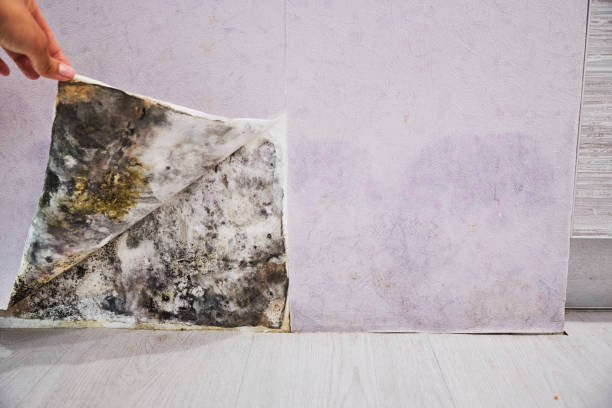 Reliable Wood Ridge, NJ Mold Remediation Solutions